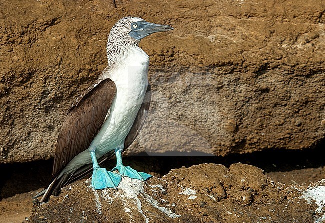 Blue-footed Booby (Sula nebouxii) adult perched on a rock stock-image by Agami/Roy de Haas,