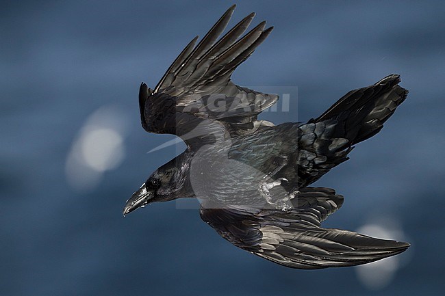 Common Raven, Raaf, Corvus corax ssp. corax, Norway stock-image by Agami/Ralph Martin,