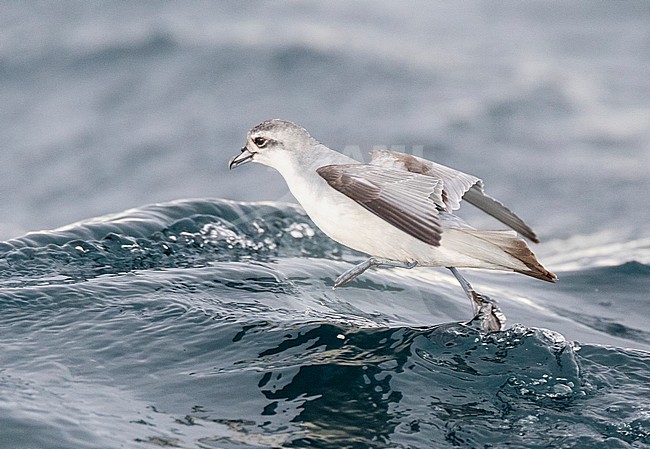 Fairy Prion (Pachyptila turtur) flying over the ocean off the coast of Kaikoura in New Zealand. Foraging in flight over slick made by chum during a chumming session. stock-image by Agami/Marc Guyt,