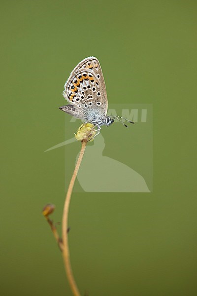 Heideblauwtje; Silver-studded Blue; stock-image by Agami/Walter Soestbergen,