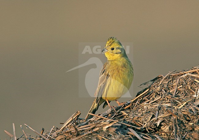 Geelgors zittend; Yellowhammer perched stock-image by Agami/Reint Jakob Schut,
