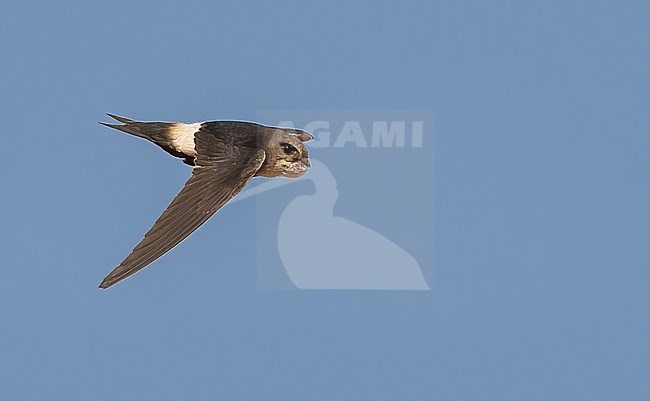 Horus Swift (Apus horus) in the new found colony at Podor, in het extreme north of Senegal n February stock-image by Agami/Eduard Sangster,
