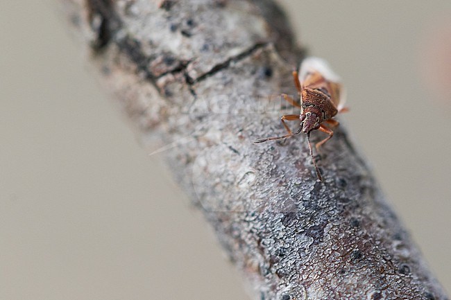 Kleidocerys resedae - Birch catkin bug - Birkenwanze, France (Alsace), imago stock-image by Agami/Ralph Martin,