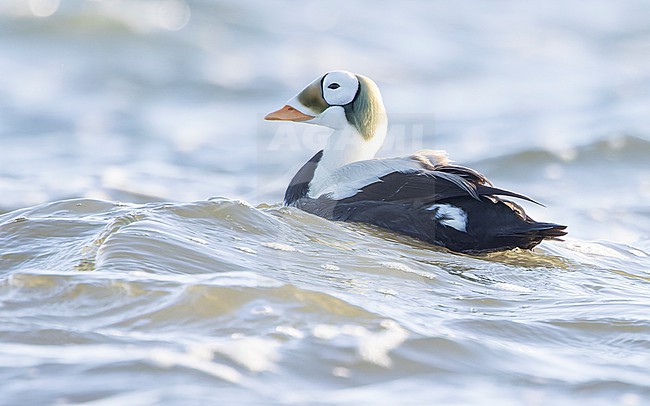 Male Spectacled Eider (Somateria fischeri) swimming before the coast of Texel, the Netherlands, with backlight. stock-image by Agami/Lennart Verheuvel,