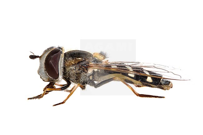 Pied hoverfly, Witte halvemaanzweefvlieg, Scaeva pyrastri stock-image by Agami/Wil Leurs,