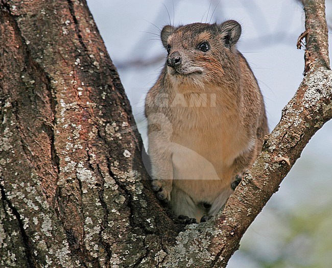 Yellow-Spotted Hyrax (heterohyrax brucei) in a tree stock-image by Agami/Pete Morris,