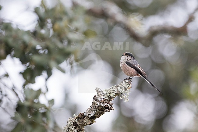 Long-tailed Tit (Aegithalos caudatus irbii) Spain, adult perched on a branch with background white stock-image by Agami/Ralph Martin,