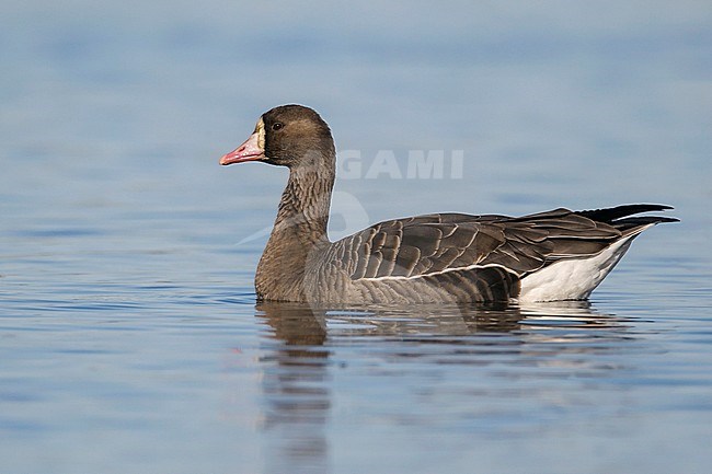 Adult
Colusa Co., CA
December 2012 stock-image by Agami/Brian E Small,