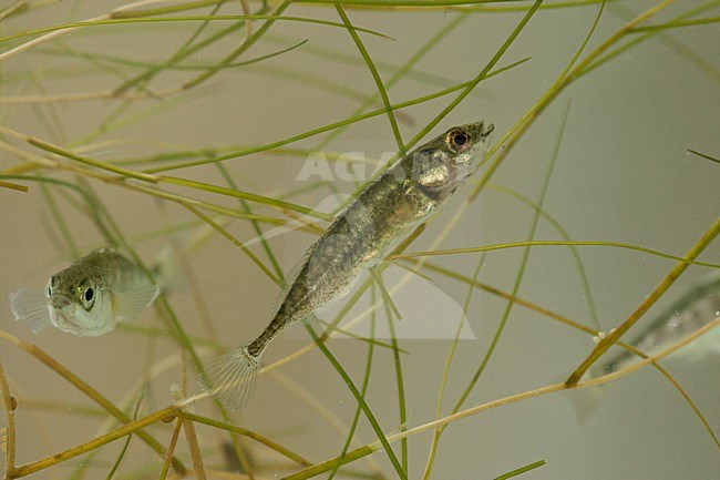 Tiendoornige stekelbaars, ninespine stickleback stock-image by Agami/Wil Leurs,