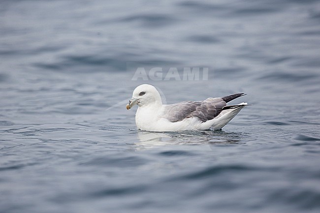 Light morph of Northern Fulmar ( Fulmarus glacialis glacialis) is swimming at the German North Sea. stock-image by Agami/Mathias Putze,