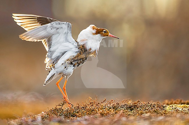 Adult male Ruff (Philomachus pugnax) in Norway. stock-image by Agami/Daniele Occhiato,