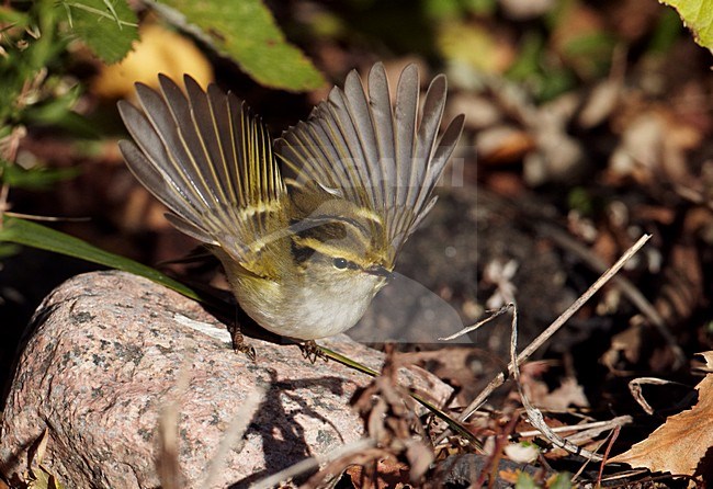 Pallas\' Boszanger als dwaalgast in West-Europa; Pallas\'s Leaf Warbler is a vagrant in western Europe stock-image by Agami/Markus Varesvuo,