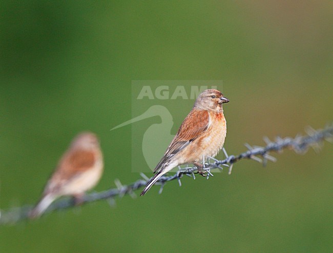 Mannetje Kneu zittend op prikkeldraad; vrouwtjue zit op achtergrond. Male Common Linnet sitting on barbed wire; female in background. stock-image by Agami/Ran Schols,