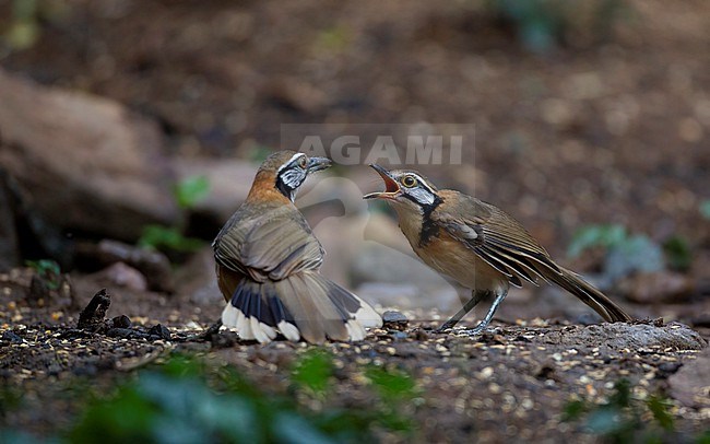 Greater Necklaced Laughingthrush (Pterorhinus pectoralis) at Kaeng Krachan National Park, Thailand stock-image by Agami/Helge Sorensen,