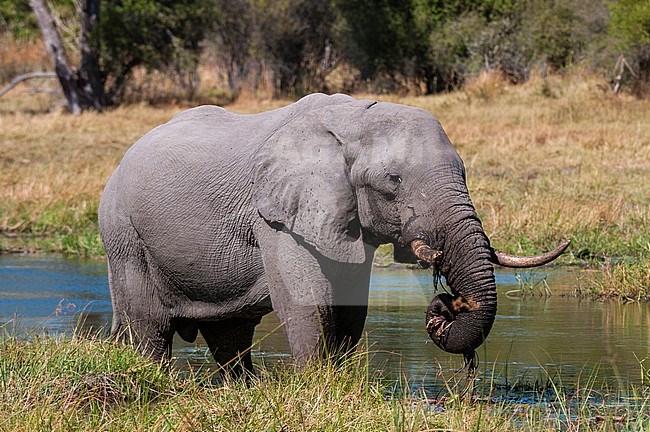 An African elephant, Loxodonta africana, eating grasses on a Khwai River bank. Khwai River, Khwai Concession Area, Okavango Delta, Botswana. stock-image by Agami/Sergio Pitamitz,