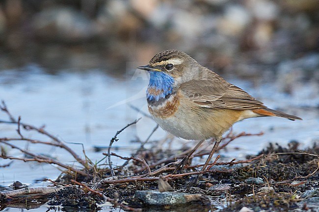 Bluethroat (Luscinia svecica), adult standing on the ground stock-image by Agami/Saverio Gatto,