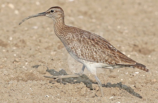 Whimbrel (Numenius phaeopus), second calendar year walking in a field, seen from the side, showing heavily worn primary tips, heavily worn juvenile tertials retained, active molting (scaps), and two generations of coverts. stock-image by Agami/Fred Visscher,