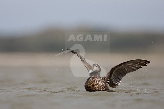 Vrouwtje Eider; Female Common Eider stock-image by Agami/Menno van Duijn,
