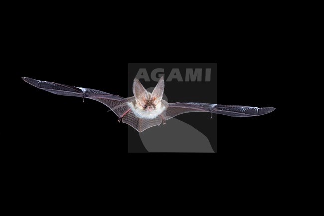 Gewone Grootoorvleermuis vliegend, Brown Long-eared Bat flying stock-image by Agami/Theo Douma,