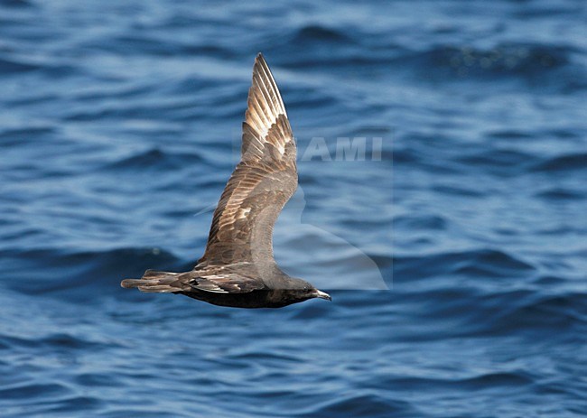 Middelste Jager, Pomarine Skua, Stercorarius pomarinus stock-image by Agami/Mike Danzenbaker,
