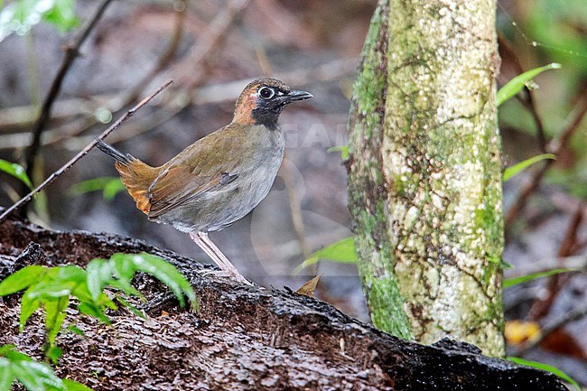 Black-faced Antthrush at La Danta, Antioquia, Colombia stock-image by Agami/Tom Friedel,