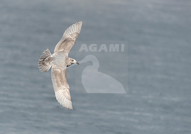 Second-winter Glaucous-winged Gull (Larus glaucescens) in flight over Pacific ocean off Japan. Showing upper wings. stock-image by Agami/Dani Lopez-Velasco,
