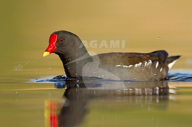 waterhoen laagstandpunt zijzicht;  Moorhen low point of view sideview; stock-image by Agami/Walter Soestbergen,