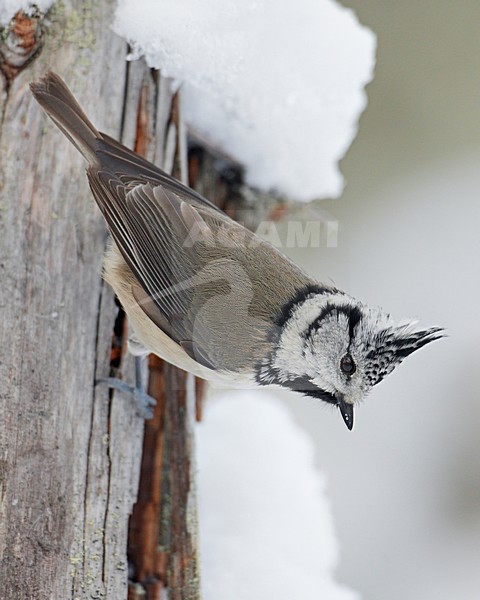 Kuifmees zittend, Crested Tit perched stock-image by Agami/Markus Varesvuo,