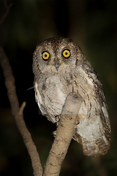 Arabian Scops-Owl - Arabische Zwergohreule - Otus pamelae, Oman, adult stock-image by Agami/Ralph Martin,