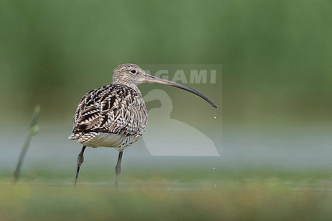  stock-image by Agami/Han Bouwmeester,