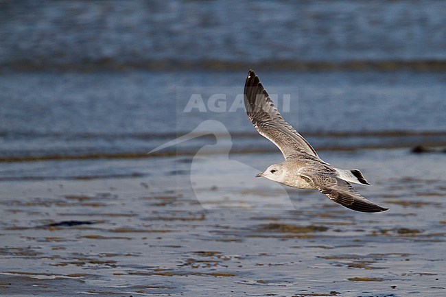 Common Gull - Sturmmöwe - Larus canus ssp. canus, Germany, 1st cy stock-image by Agami/Ralph Martin,