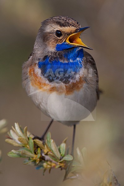 Zingend mannetje Blauwborst; Singing male Bluethroat stock-image by Agami/Arnold Meijer,