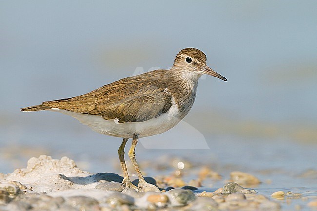 Common Sandpiper - Flussuferläufer - Actitis hypoleucos, Austria, adult, breeding plumage stock-image by Agami/Ralph Martin,