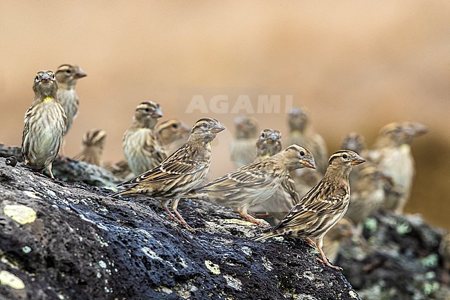 Rock Sparrow (Petronia petronia) perched on a rocky floor stock-image by Agami/Daniele Occhiato,
