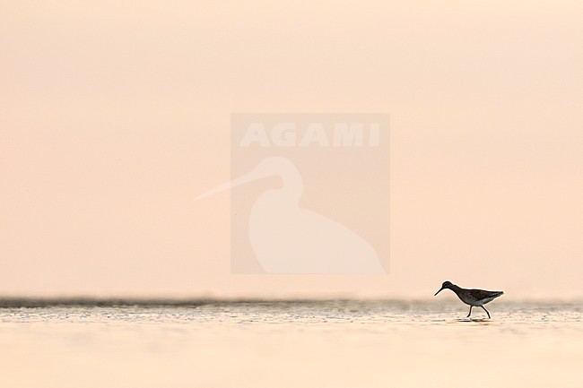 Common Redshank - Rotschenkel - Tringa totanus ssp. totanus, Germany, juvenile stock-image by Agami/Ralph Martin,