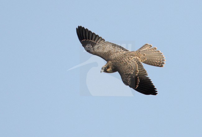 Eleonora's Valk in vlucht; Eleonora's Falcon (Falco eleonorae) stock-image by Agami/Mike Danzenbaker,