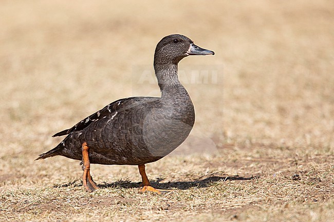 African Black Duck (Anas sparsa sparsa) at Pretoria, South Africa. stock-image by Agami/Tom Friedel,