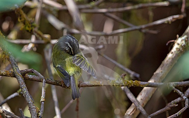 Ashy-throated Warbler, Phylloscopus maculipennis, perched in Doi Inthanon, Thailand stock-image by Agami/Helge Sorensen,