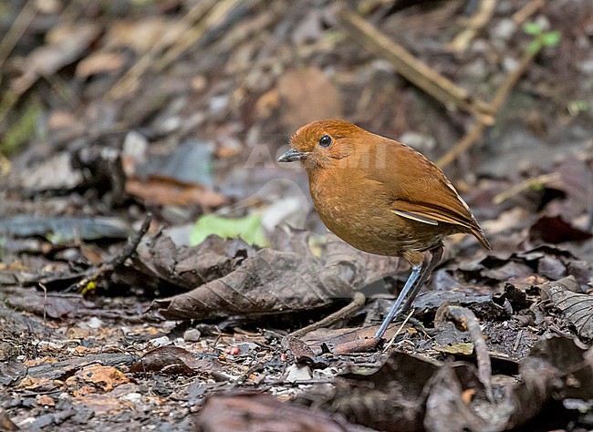 Chestnut Antpitta, Grallaria blakei, in northern Peru. stock-image by Agami/Pete Morris,