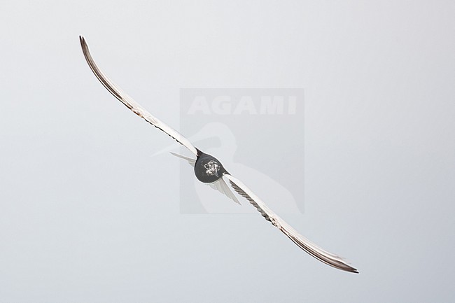 adult white-winged tern (chlidonias leucopterus) in flight starting moulting in winter plumage, found in Hortobagy National Park, Hungary stock-image by Agami/Mathias Putze,