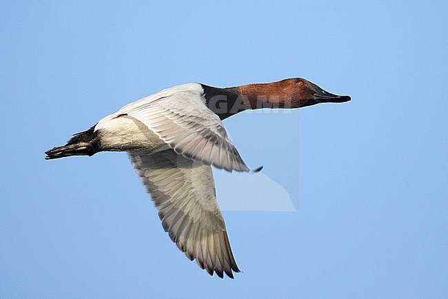 Mannetje Grote Tafeleend in vlucht; Male Canvasback in flight stock-image by Agami/Mike Danzenbaker,