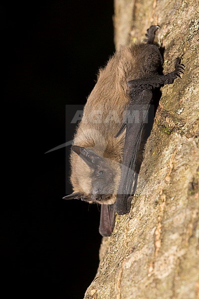 Common pipistrelle is sitting on a tree stock-image by Agami/Theo Douma,