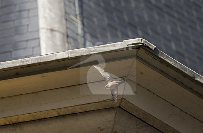 Eurasian Crag Martin flying near buildings, Rotszwaluw vliegend bij gebouwen stock-image by Agami/Marc Guyt,