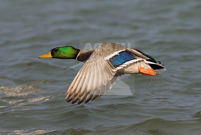 Mallard male flying; Wilde Eend man vliegend stock-image by Agami/Marc Guyt,