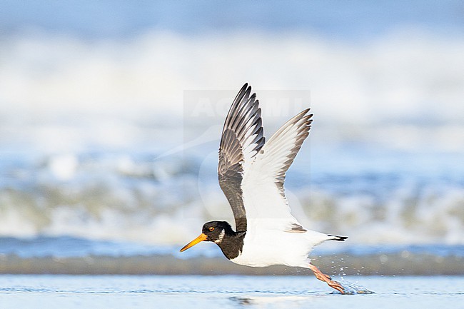  stock-image by Agami/Menno van Duijn,