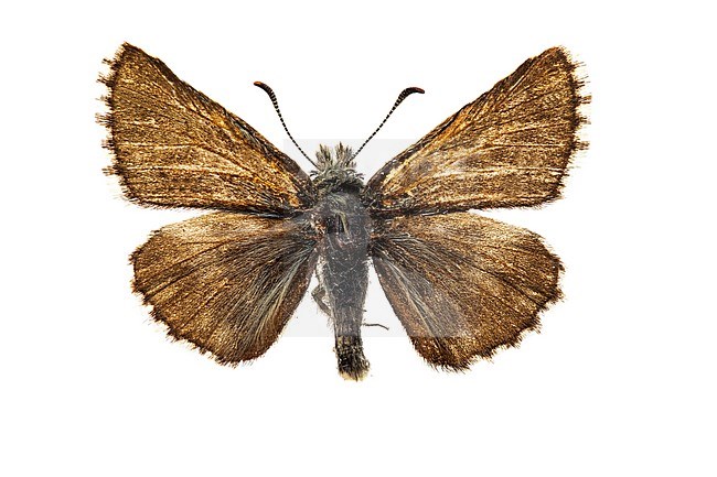 Olive skipper, Voorjaarsspikkeldikkopje, Pyrgus serratulae stock-image by Agami/Wil Leurs,