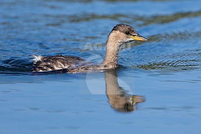 Little Grebe (Tachybaptus ruficollis), side view of an individual in winter plumage swimming in the water, Campania, Italy stock-image by Agami/Saverio Gatto,