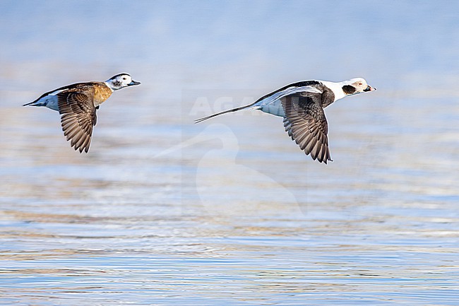  stock-image by Agami/Menno van Duijn,