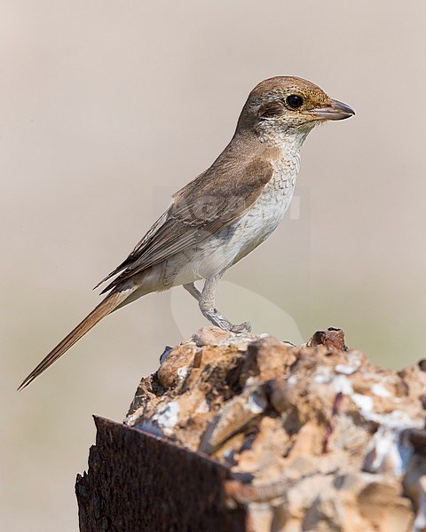 Red-backed Shrike (Lanius collurio), juvenile standing on a wall stock-image by Agami/Saverio Gatto,