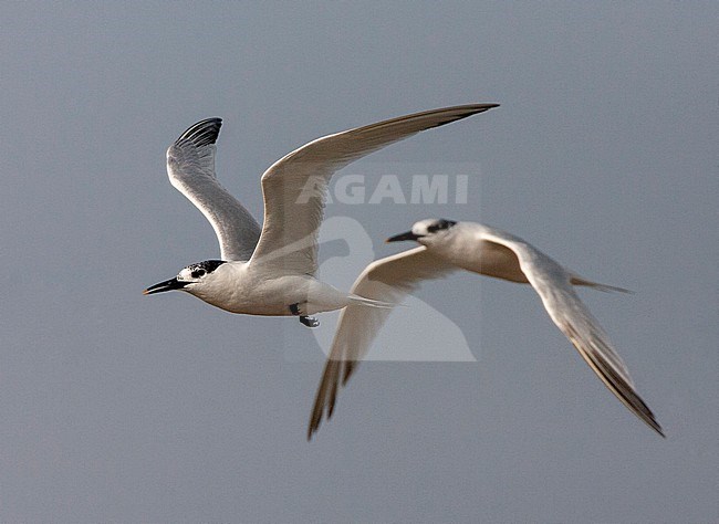 Two Sandwich Terns (Thalasseus sandvicensis) flying along the North sea coast during autumn migration in the Netherlands. stock-image by Agami/Marc Guyt,